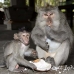 monkey_macaque_balinese_mf_ubud_h_0503_bal0505.jpg
